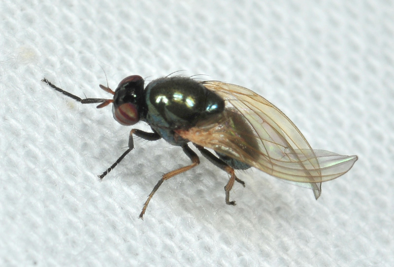 Dittero dalle strane ali: Calliopum sp. (Lauxaniidae)